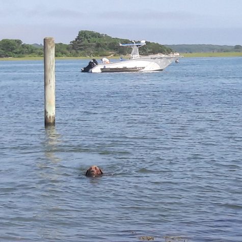 preparing to head out bailey abandining ship july 2017
