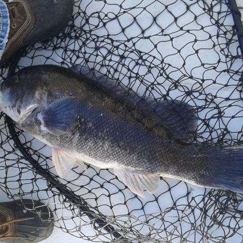 tautog in net oct 2017